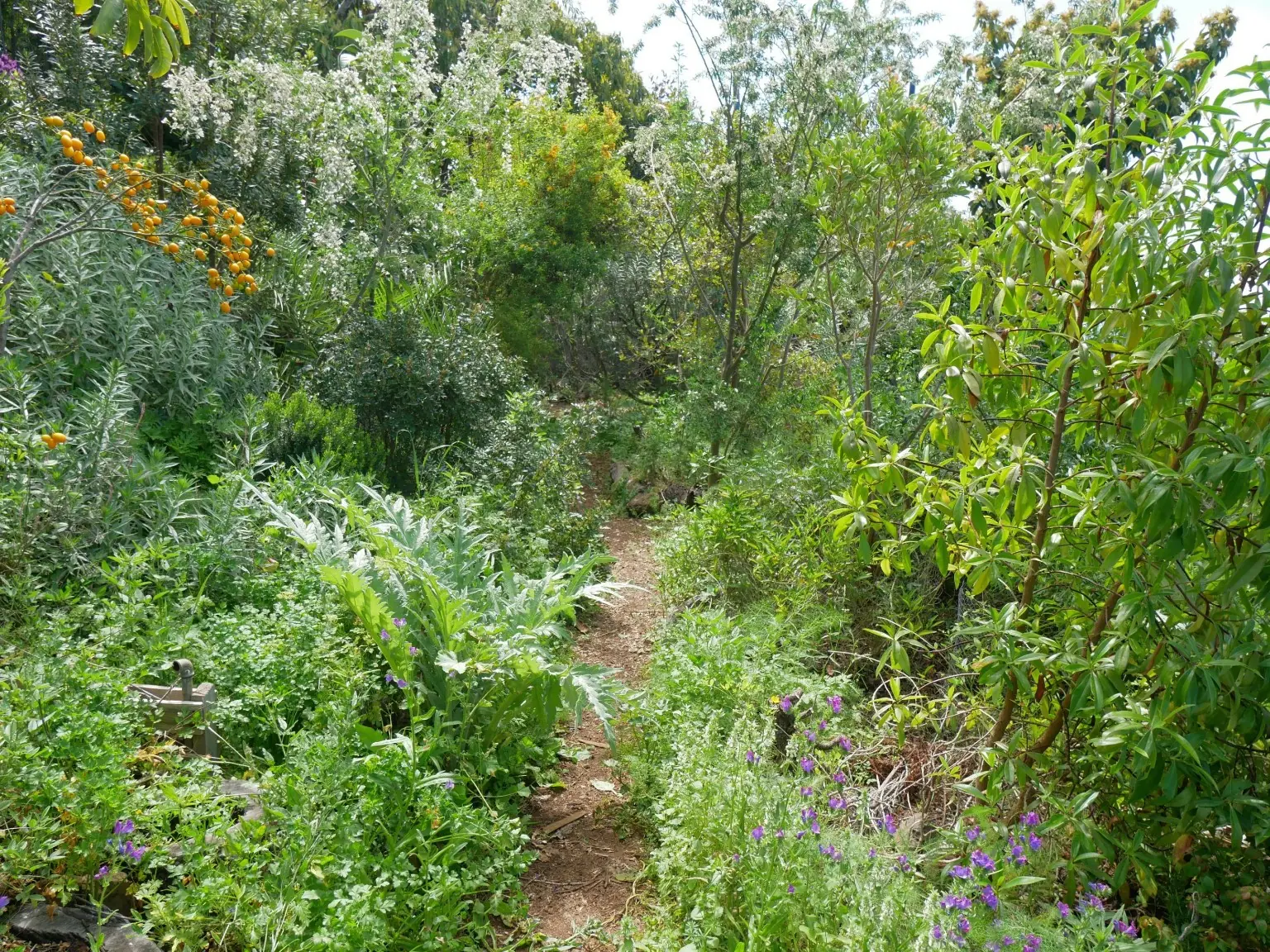 Ein schmaler Pfad führt durch den dicht bewachsenen, mehrschichtigen Waldgarten mit fruchttragenden Gehölzen, Kräutern und Blühpflanzen.