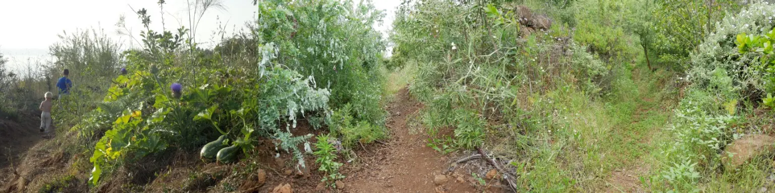 Schmale Wege führen durch den dicht bewachsenen Waldgarten mit seinen unterschiedlichen Vegetationsschichten.