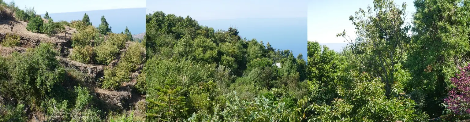Der Kontrast vom offenen Terrassengarten bis hin zum dichten, mehrschichtigen Waldgarten ist atemberaubend