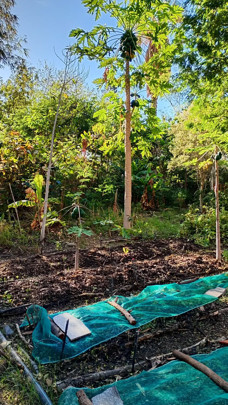 Ausgangslage einer Fläche mit Baum und offenem Boden