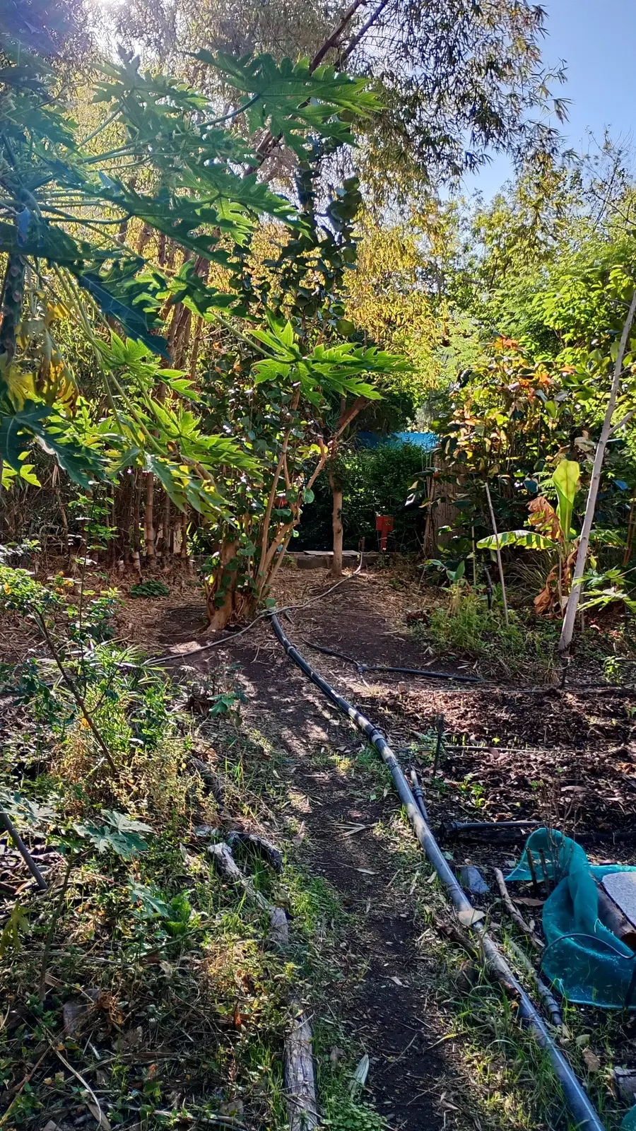 Vegetationsarme Fläche vor der Regeneration