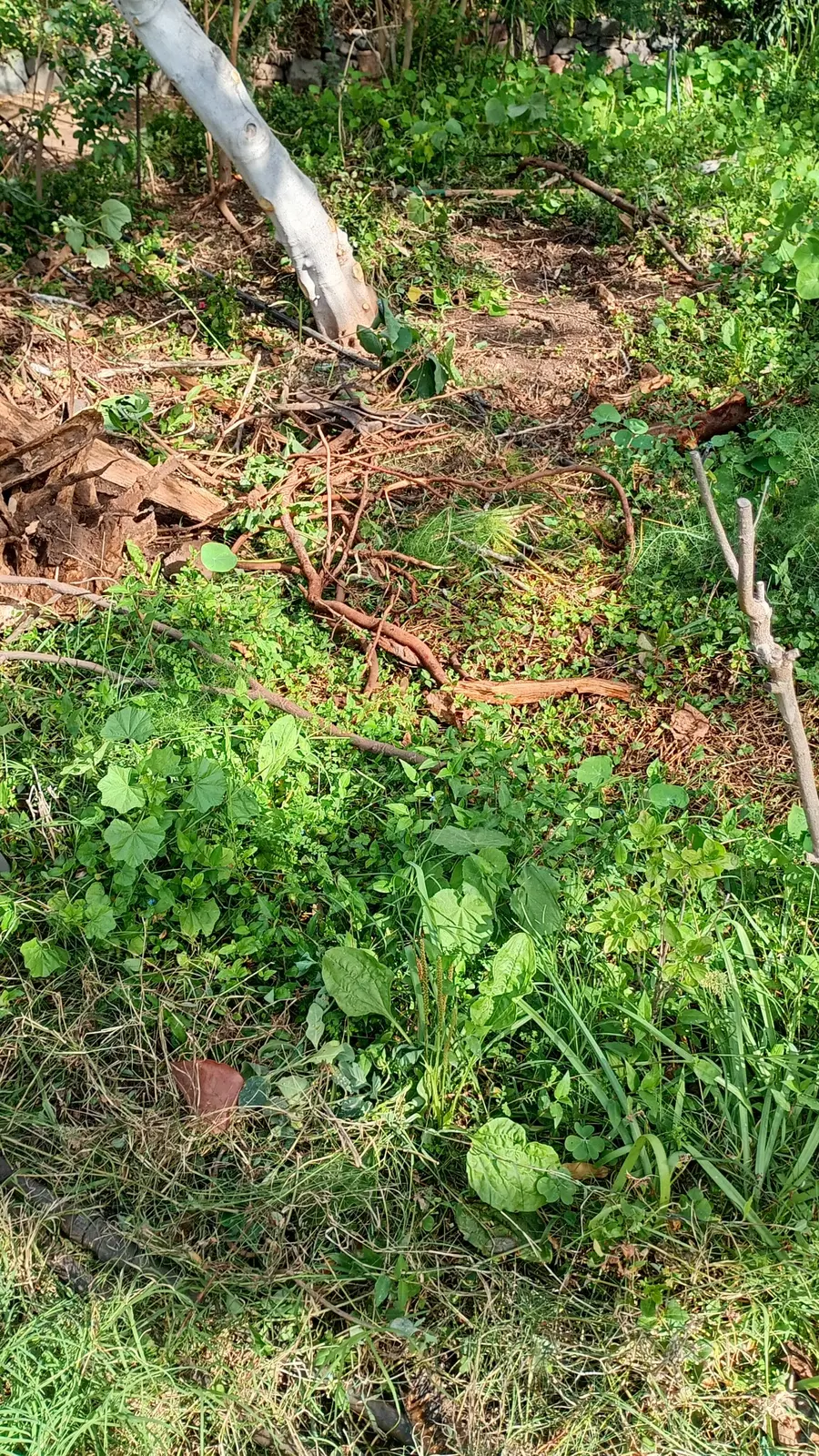 Kranke bodennahe Vegetation vor der Regenerationsarbeit