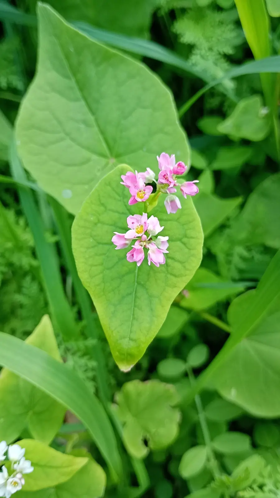 Blüte innerhalb der regenerativen Vegetation