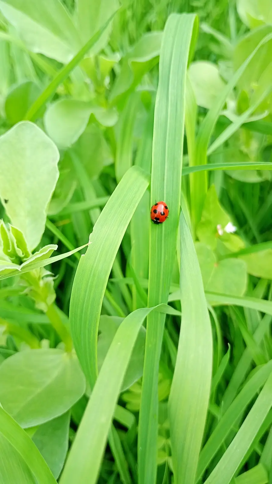 Marienkäfer in der Vegetation