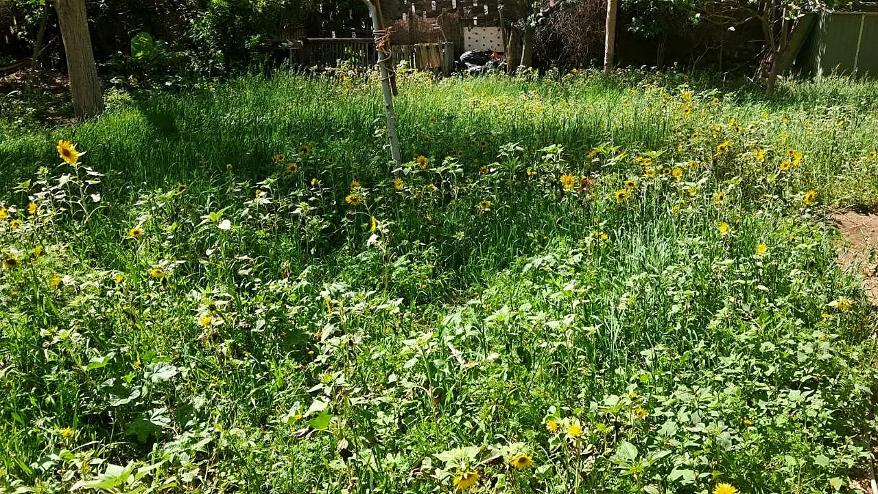 Gräser, breitblättrige Pflanzen und gelbe Blüten auf der dokumentierten Fläche im Mai 2026